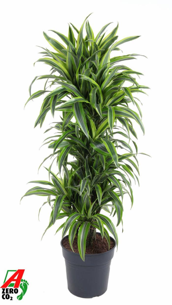 Dracaena frag. Lemon Lime