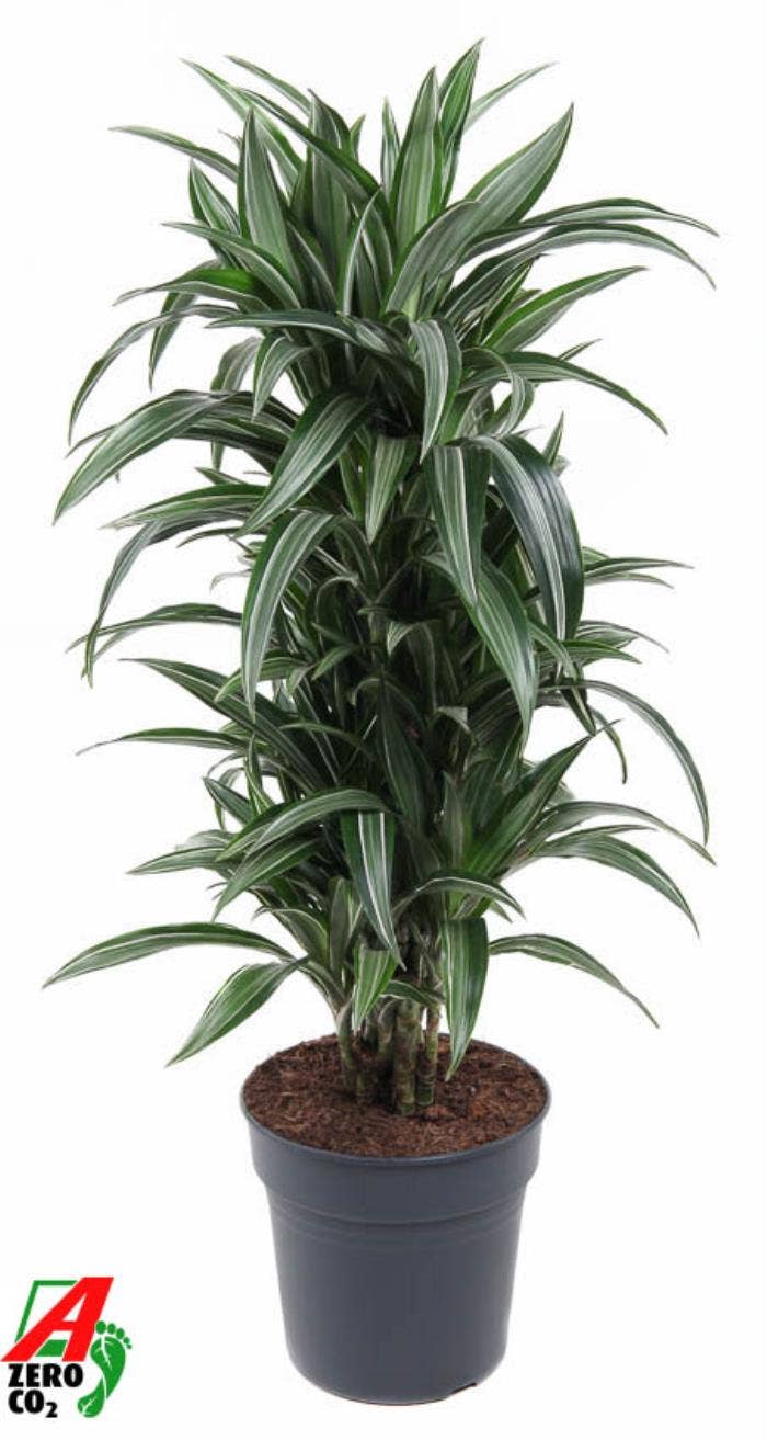 Dracaena frag. Ulises
