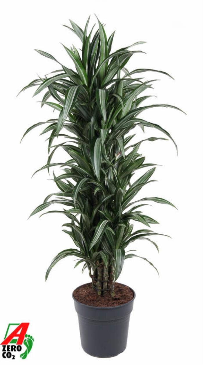 Dracaena frag. Ulises