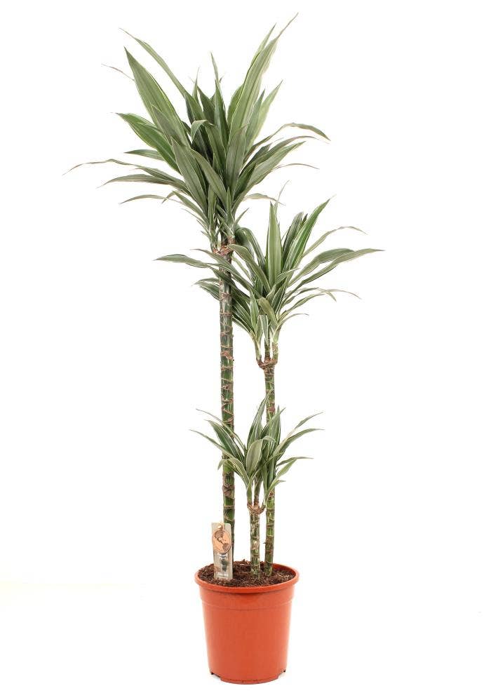 Dracaena frag. Warneckei 90-60-30