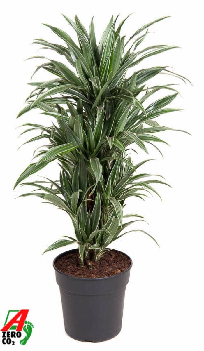 Dracaena frag. Warneckei