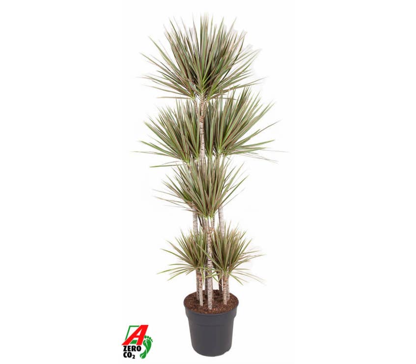 Dracaena marg. Bicolor 120
