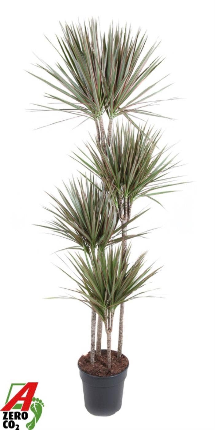 Dracaena marg. Bicolor 120-90-60-30