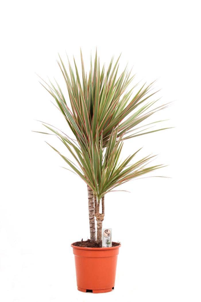 Dracaena marg. Bicolor 30-10