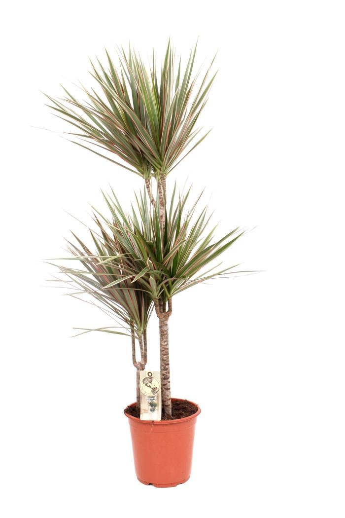 Dracaena marg. Bicolor 60-30-15