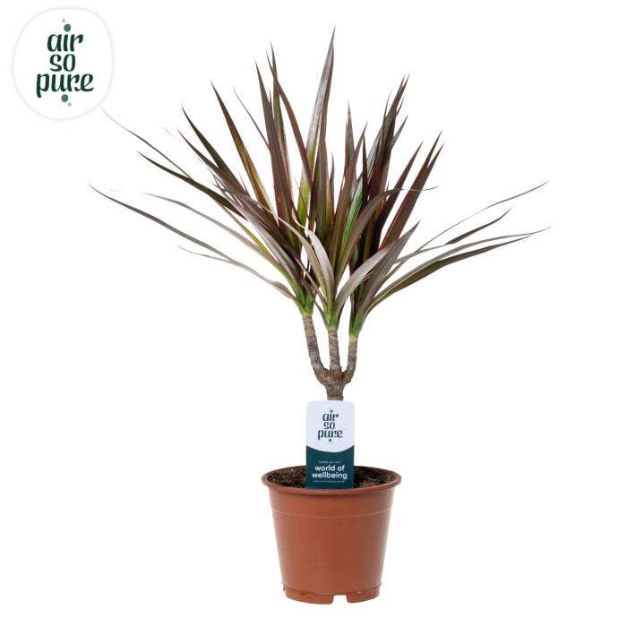 Dracaena marg. Magenta