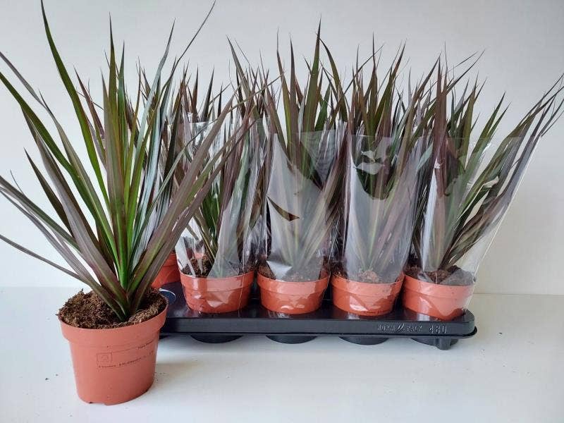 Dracaena marg. Magenta