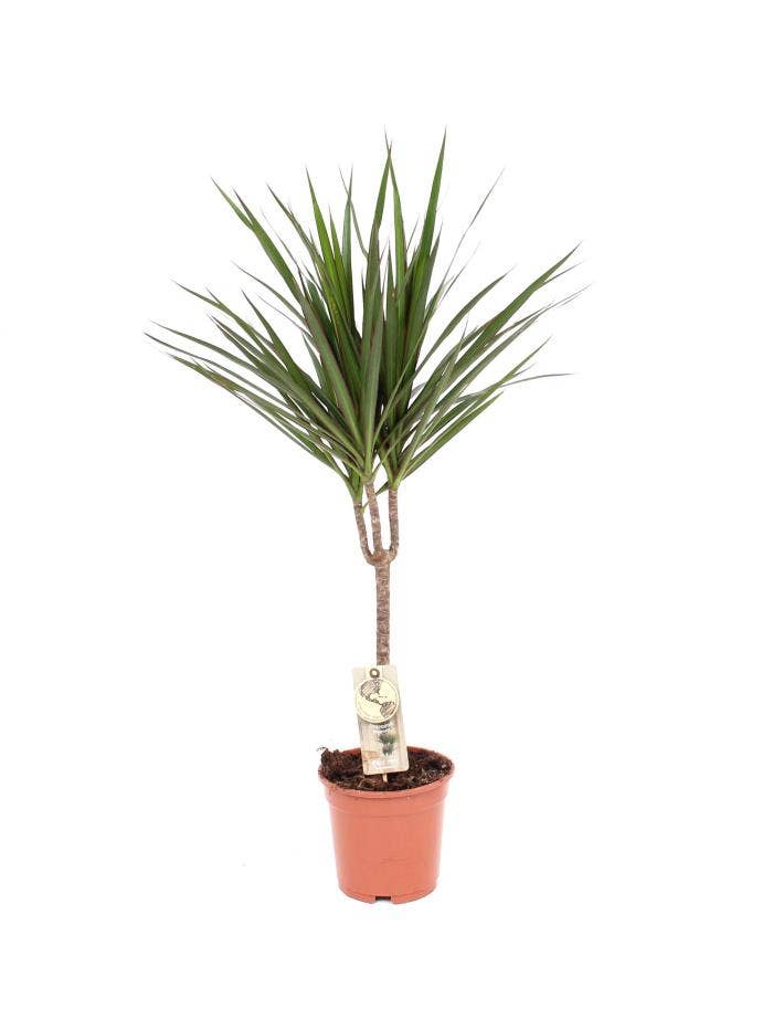 Dracaena marg. Marginata 30