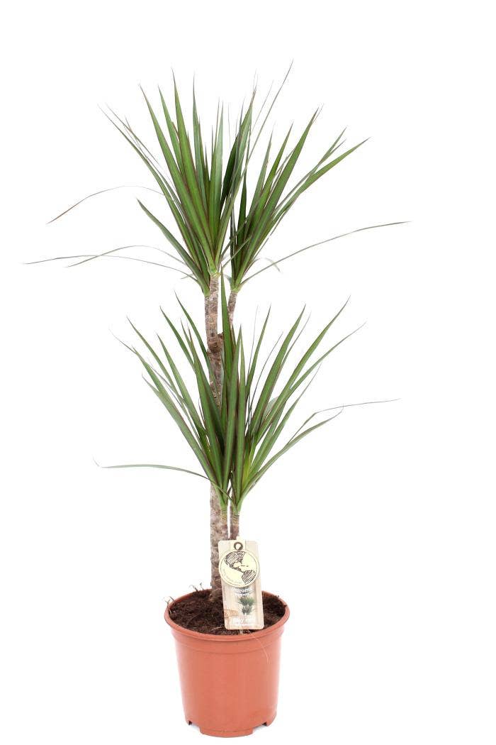 Dracaena marg. Marginata 45-15