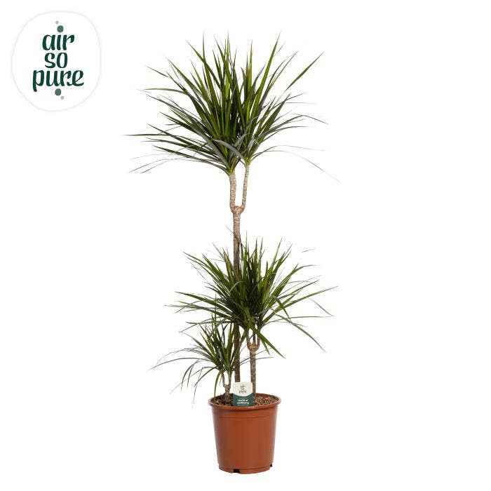 Dracaena marg. Marginata 75-30-10