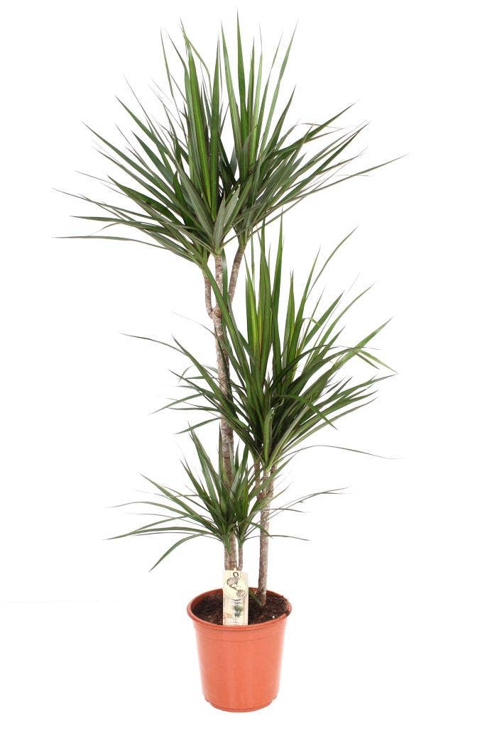 Dracaena marg. Marginata 75-45-15