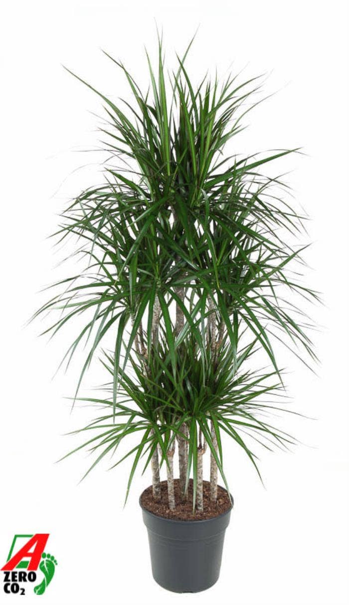 Dracaena marg. Marginata 90