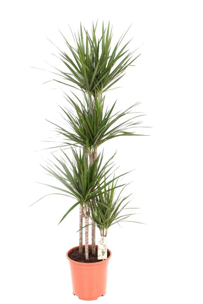 Dracaena marg. Marginata 90-60-30-15