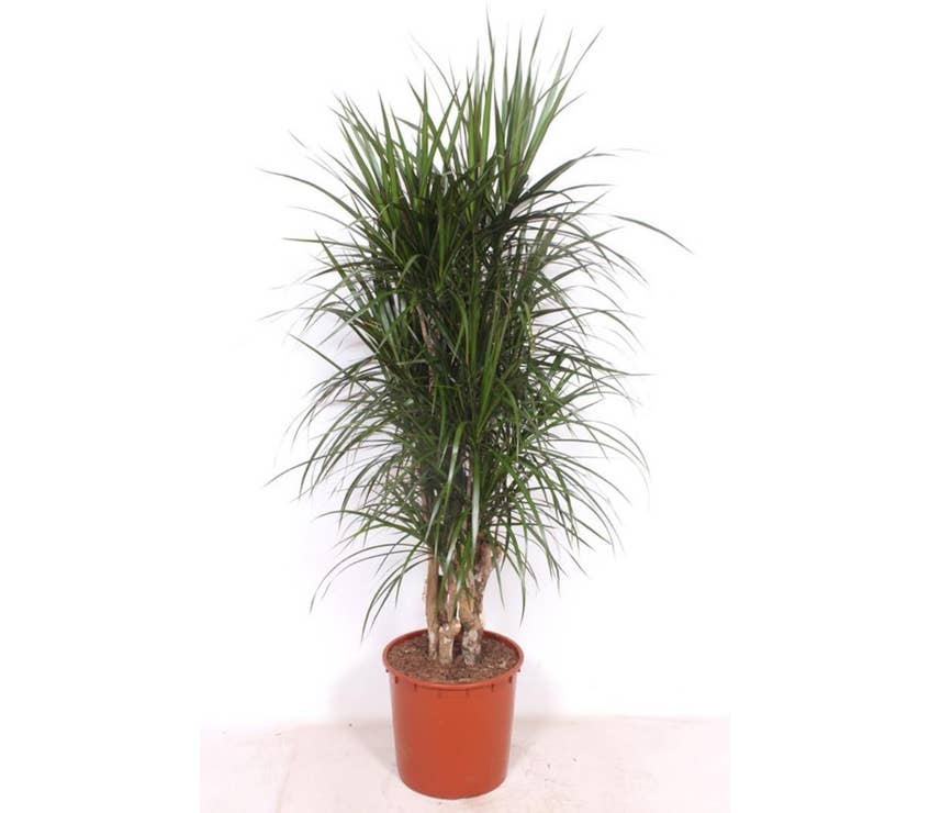 Dracaena marg. Marginata