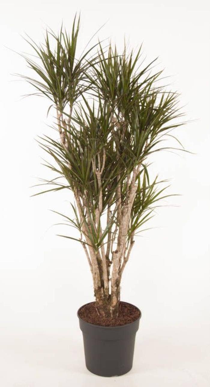 Dracaena marg. Marginata