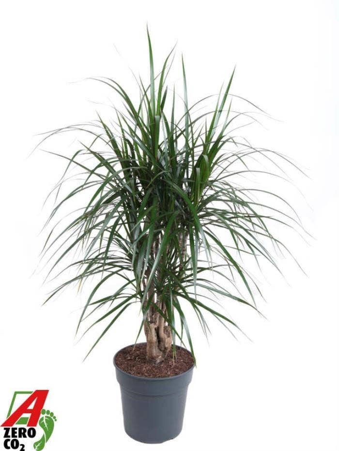 Dracaena marg. Marginata
