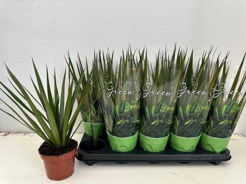 Dracaena marg. Marginata