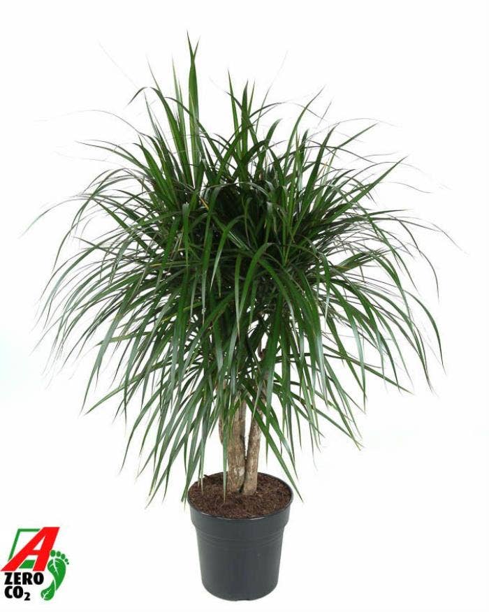 Dracaena marg. Marginata