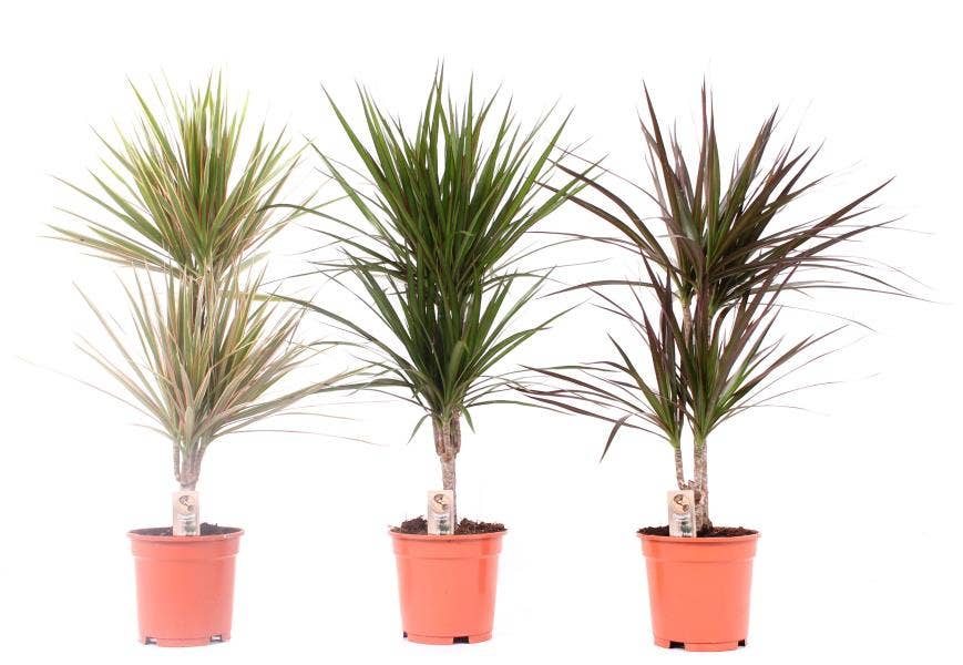 Dracaena marg.