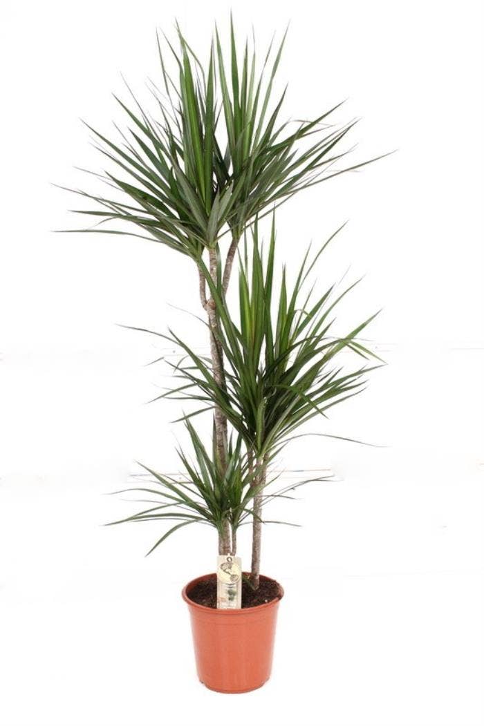 Dracaena Marginata 60-30-15