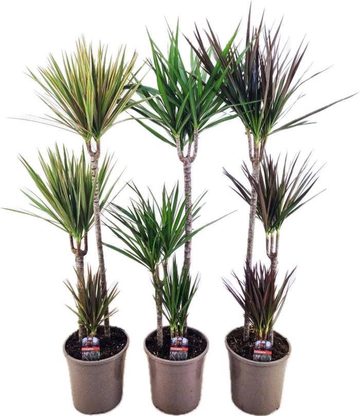 Dracaena marginata 75-45-10