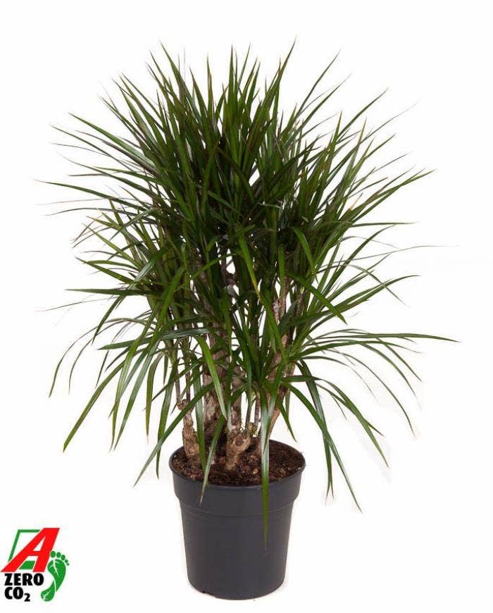 Dracaena Marginata vertakt P24