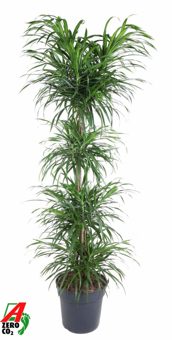 Dracaena refl. Anita Variegata Carrousel