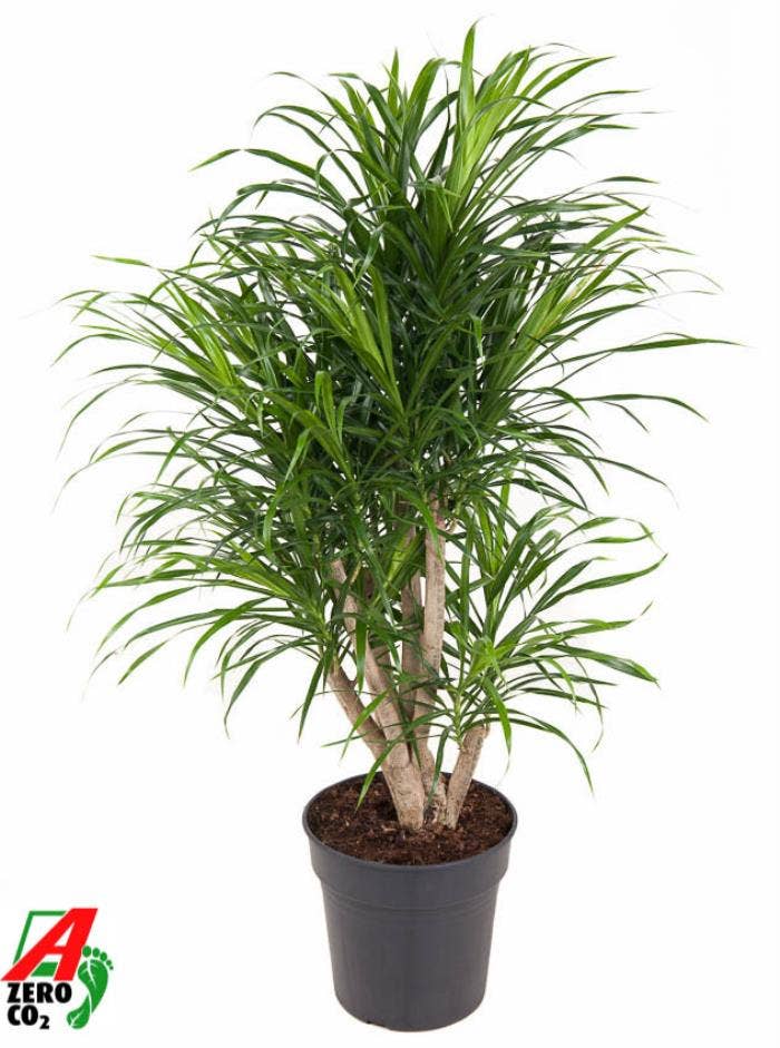 Dracaena refl. Anita variegata