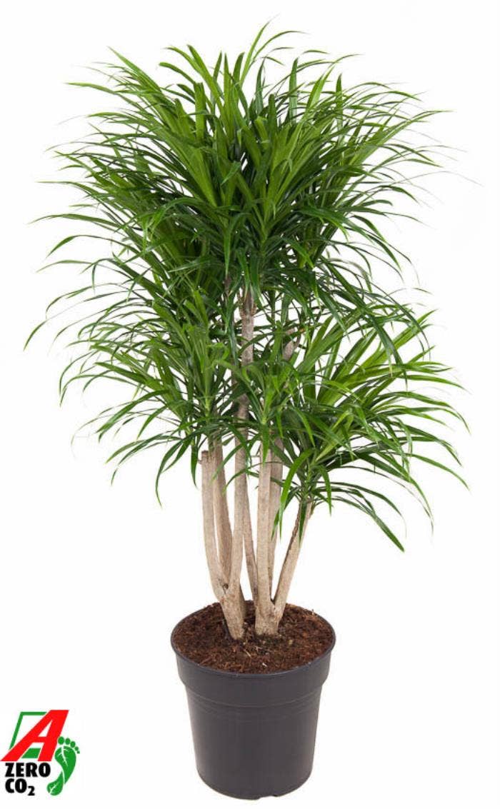 Dracaena refl. Anita variegata