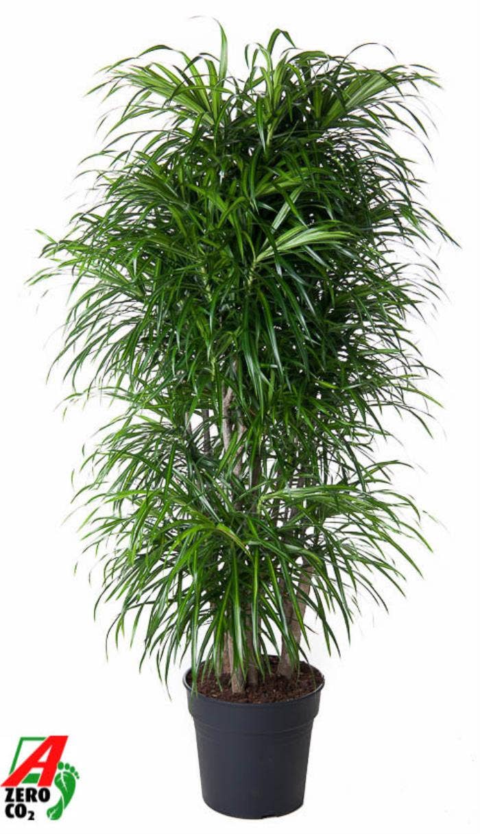 Dracaena refl. Anita variegata