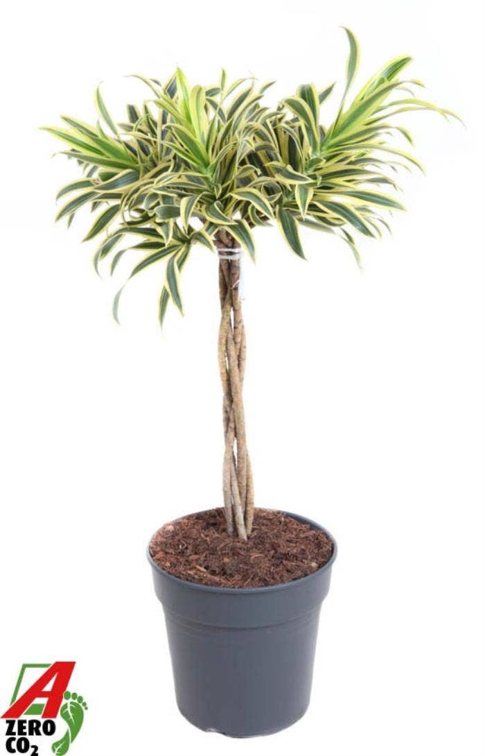 Dracaena refl. Song Of India