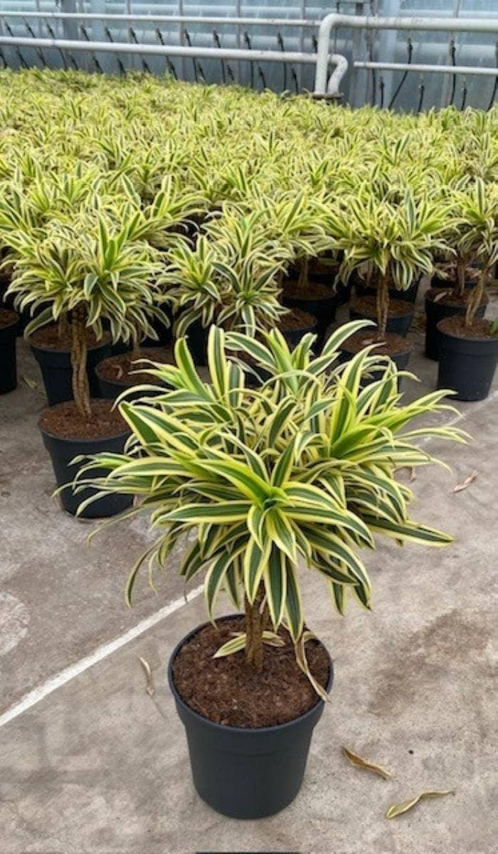 Dracaena refl. Song Of India