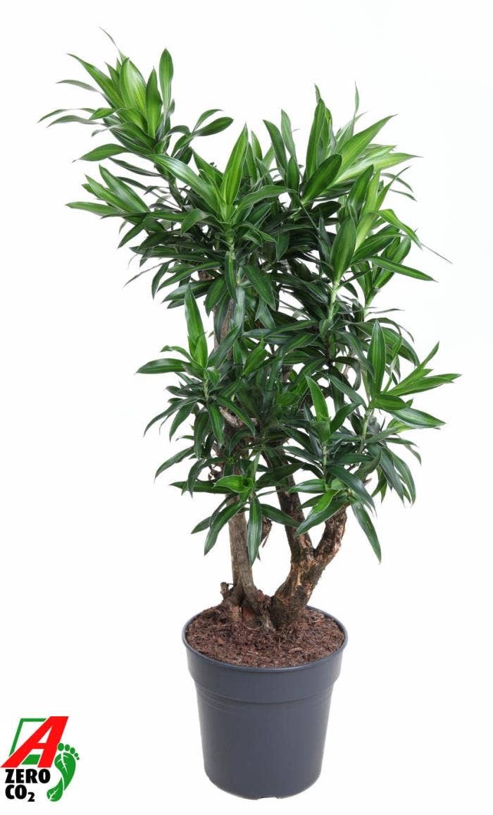 Dracaena refl. Song Of Jamaica