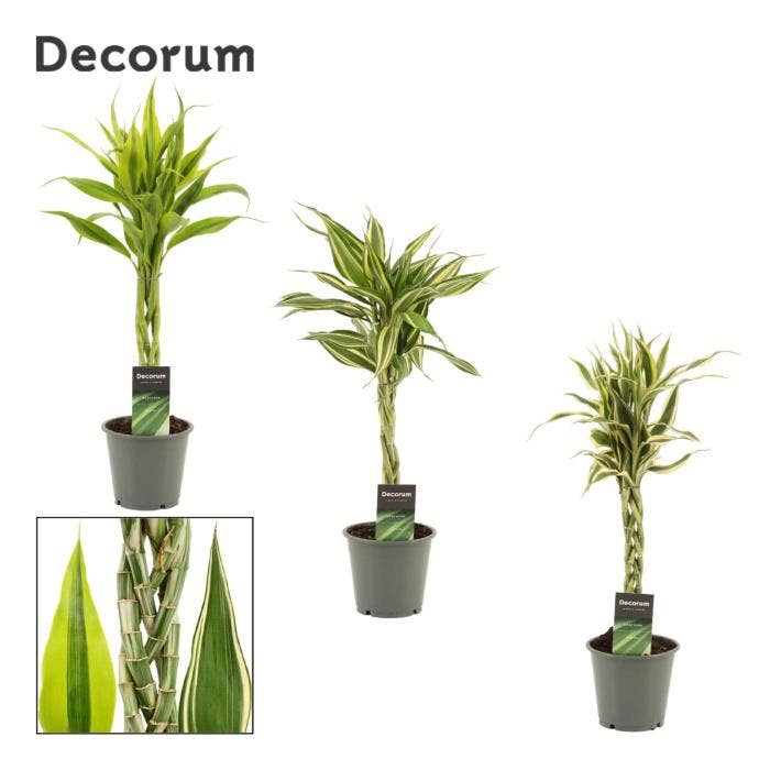 Dracaena sand.