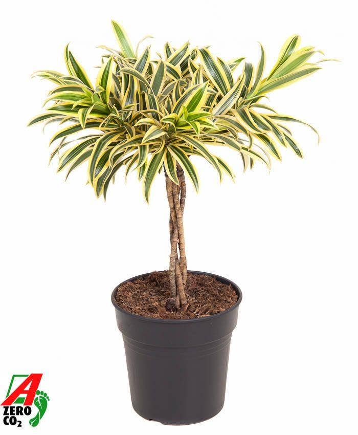 Dracaena Song Of India gevlochten stam P21