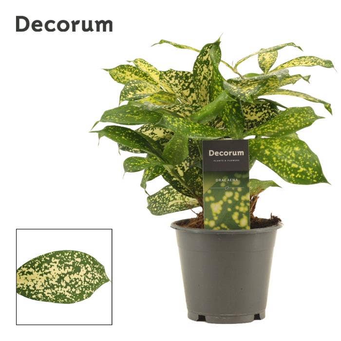 Dracaena surc. Godsefiana