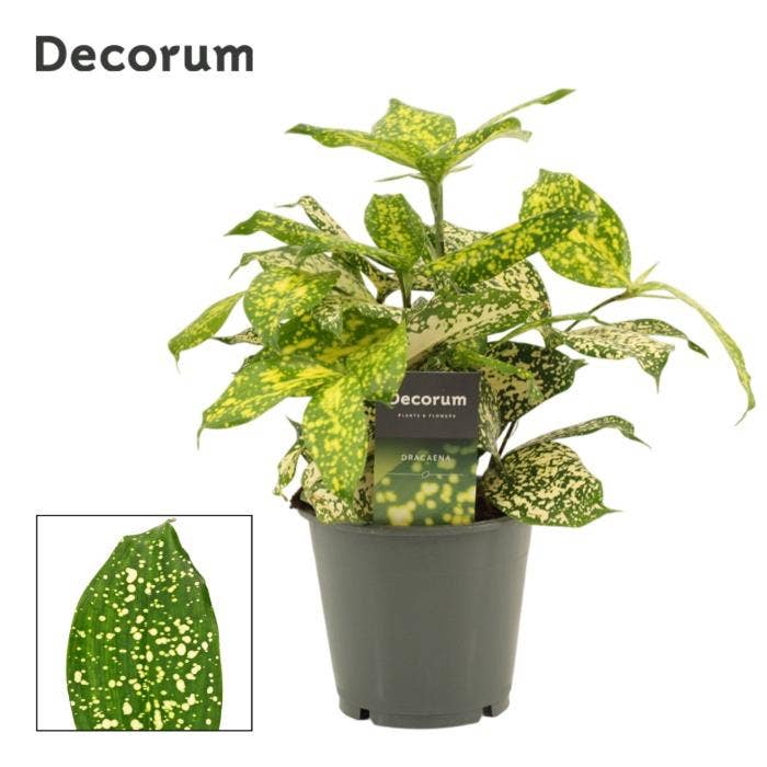 Dracaena surculosa Godsefiana