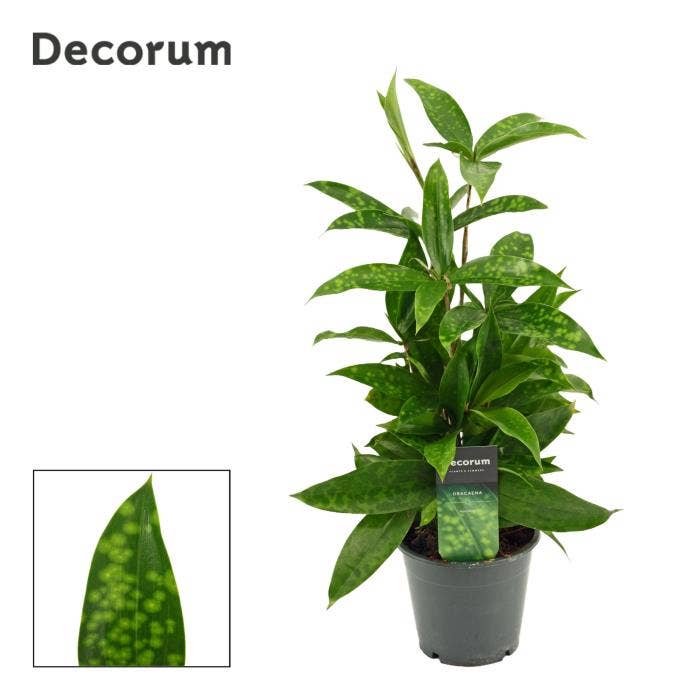 Dracaena surculosa 