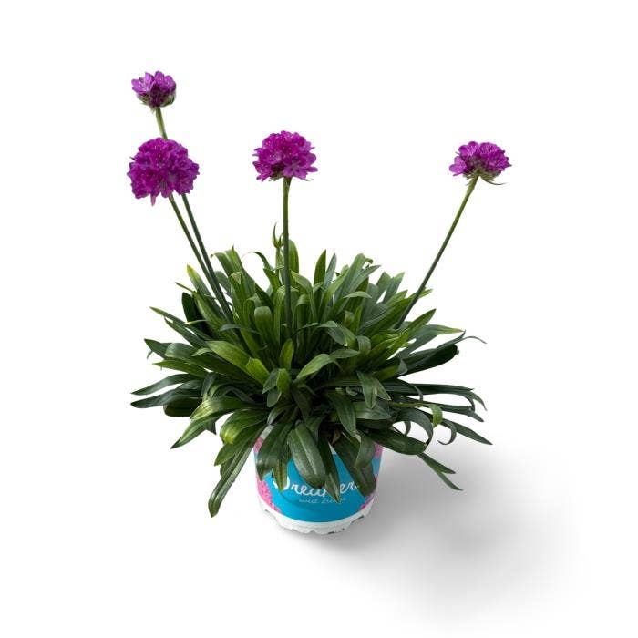 Dreameria Vivid Dream 12 CM ©