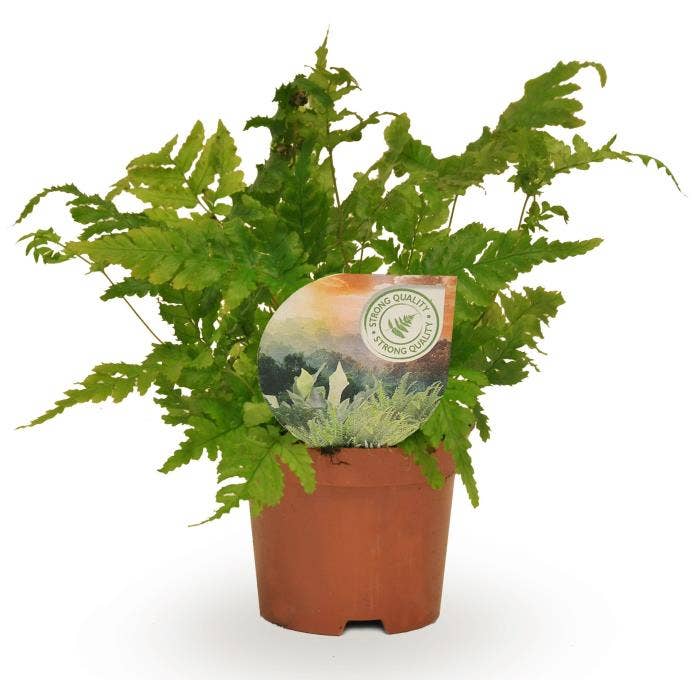 Dryopteris erythrosora