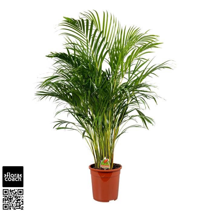 Dypsis Lutescens (Areca)