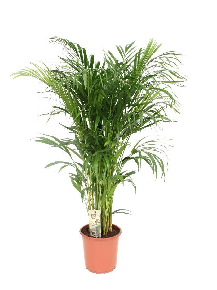 Dypsis lutescens (Full CC)