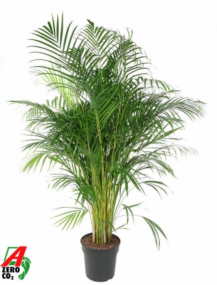 Dypsis Lutescens