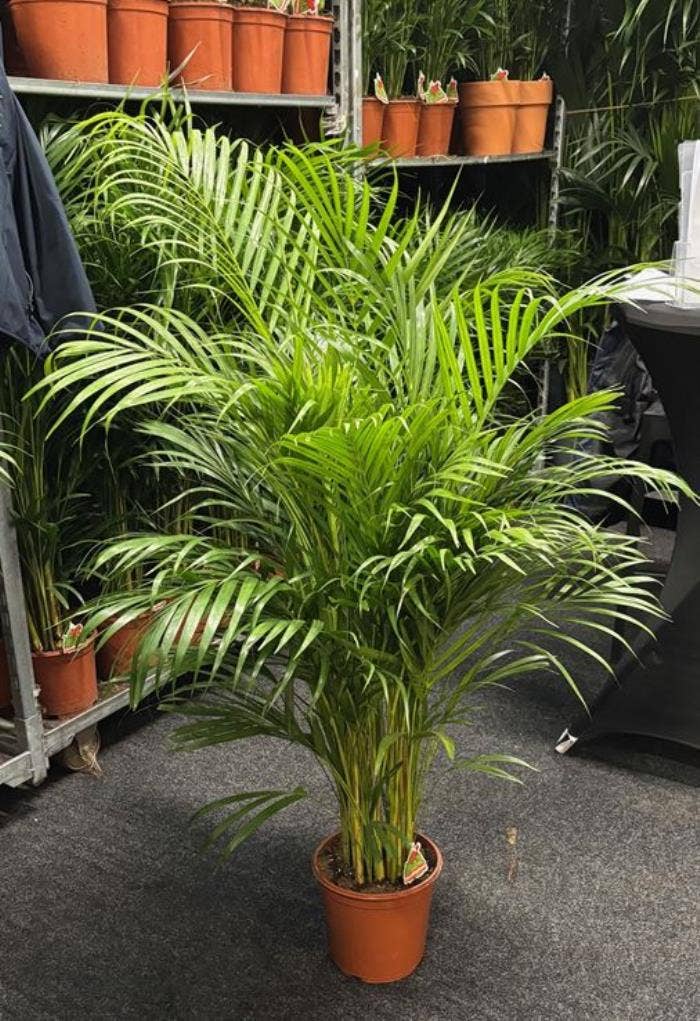 Dypsis Lutescens