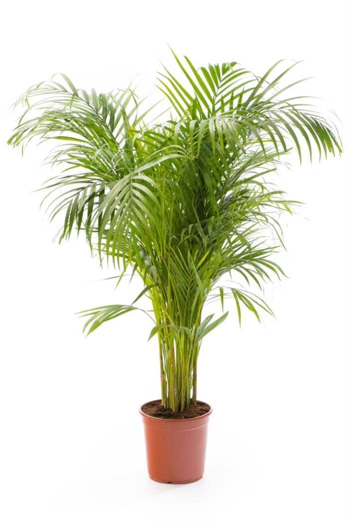 Dypsis lutescens 