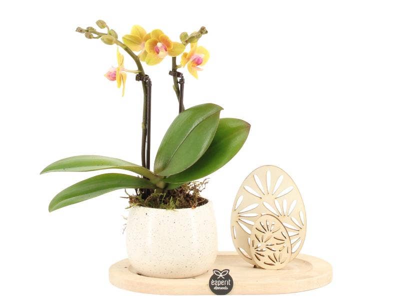 Easter arrangement (70813)