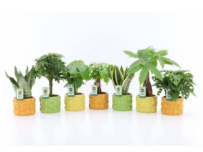 Easy Mix in La Dolce Frutta