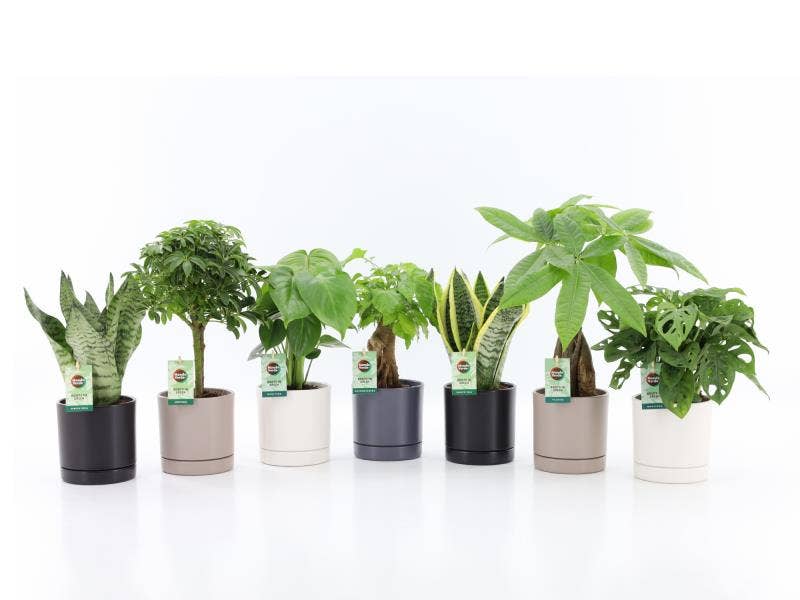 Easy to Care Mix in Hainan Keramiek 4 kleuren