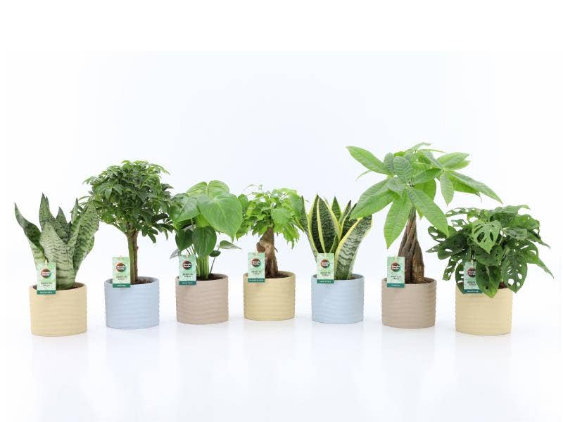 Easy to Care Mix in Ibiza keramiek