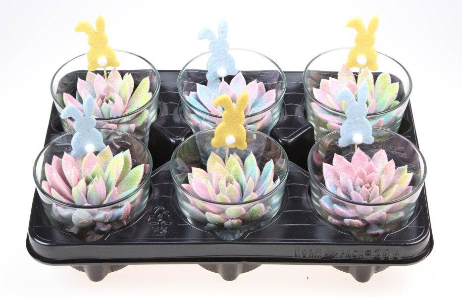 Echeria multi glitter in glas + bunny